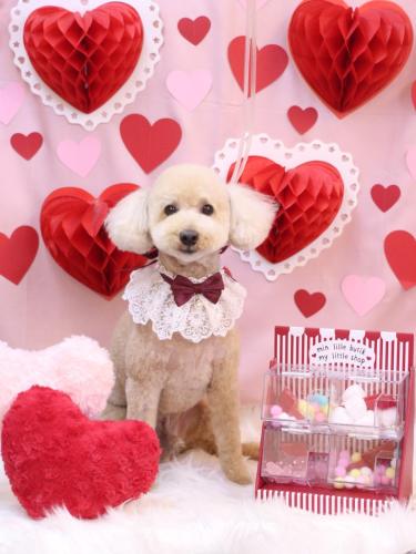 20240208モコくん